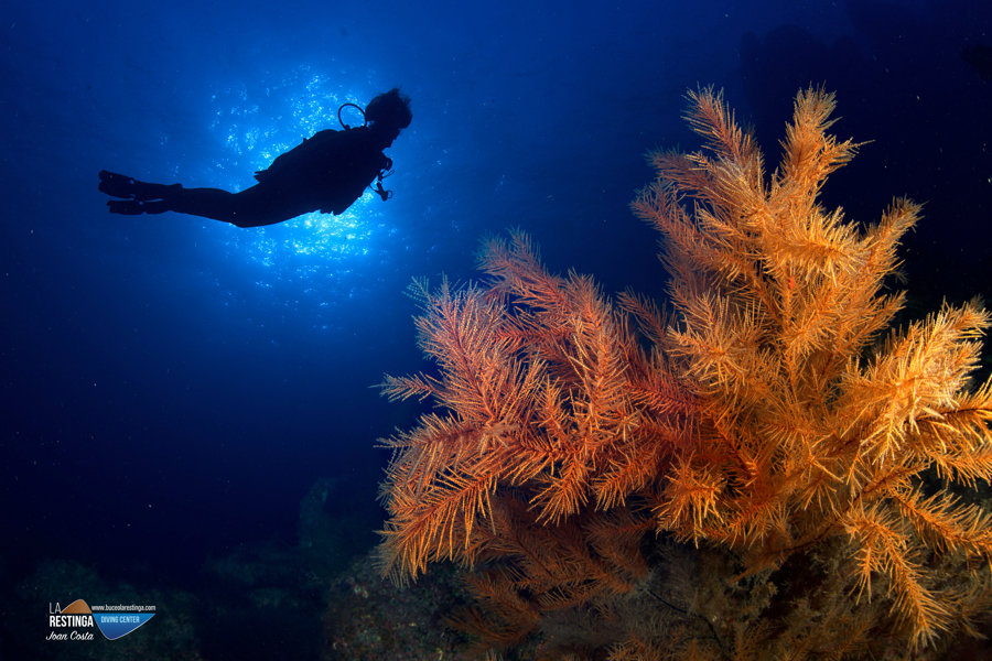 CORAL NEGRO